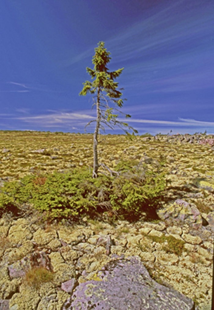 Ältester Baum steht in Schweden