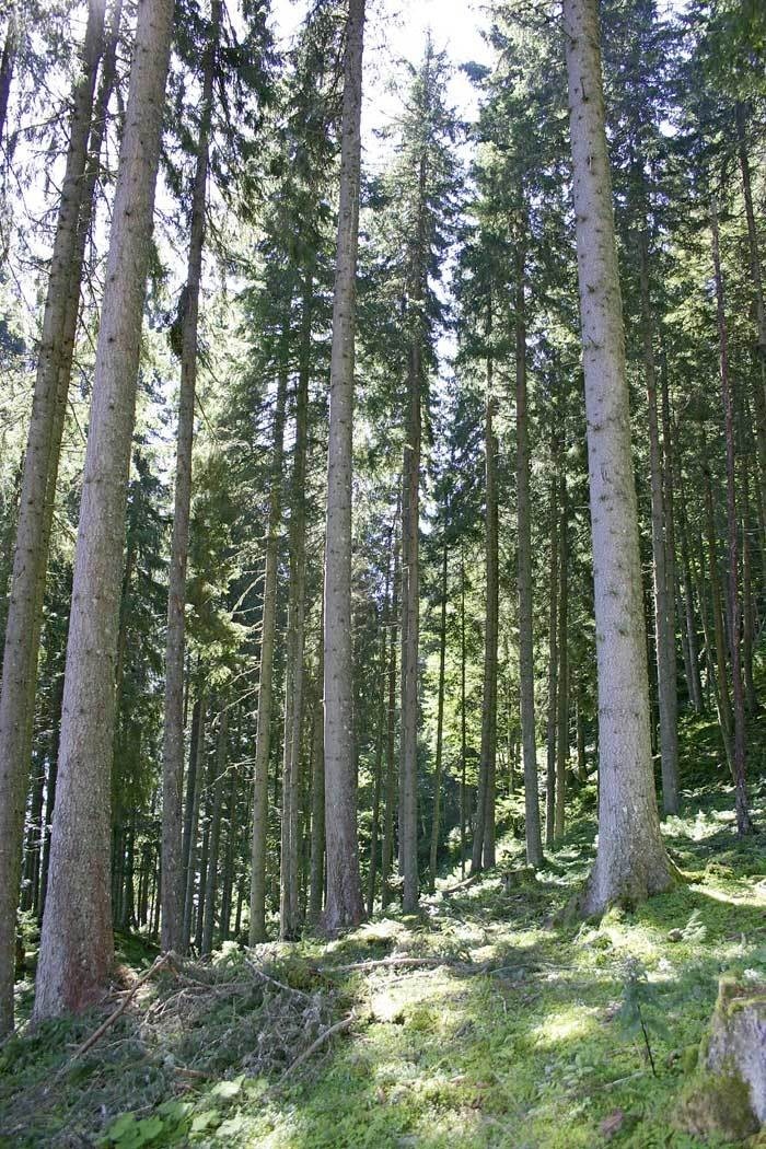 UPM um 184.000 ha russischen Wald