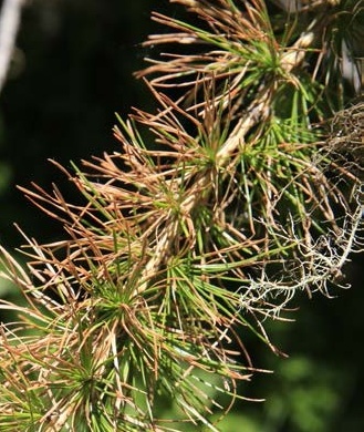 silicium bambus wirkung Silicium aus Bambus-Extrakt ✓ mit Mangan main image 0