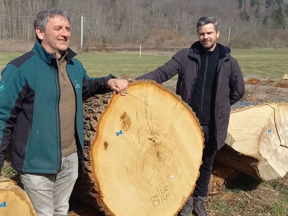 Eibe und Eiche zum selben Preis