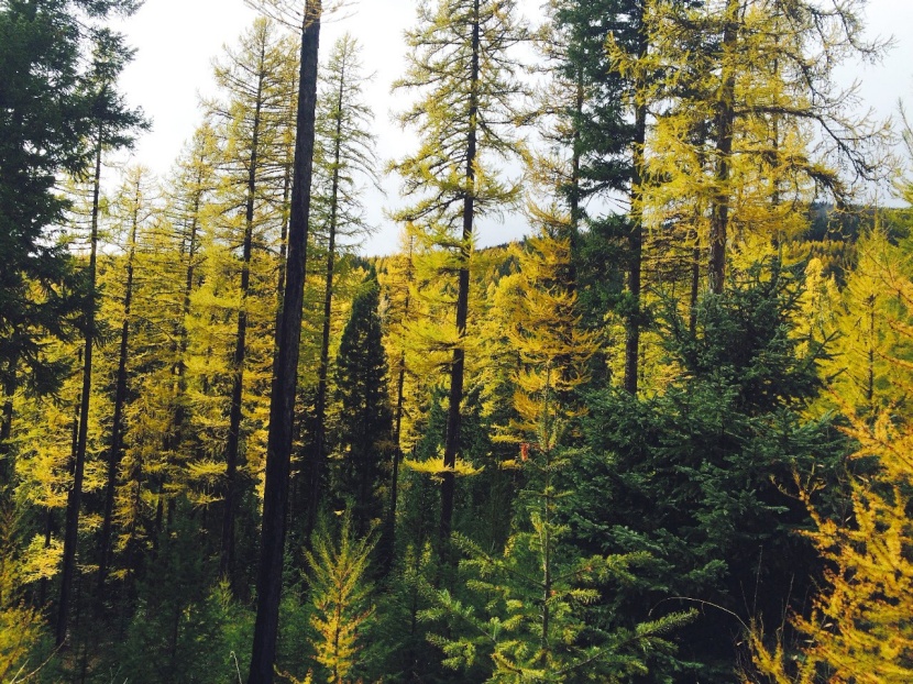 Kanadische Lärche im Kommen